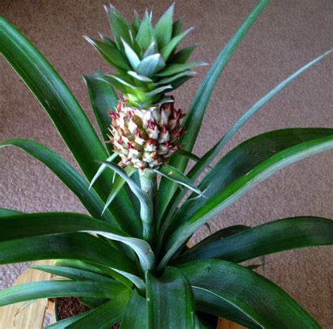 My Potted Pineapple Plant Jennifer Kruse