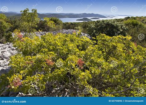 Mediterranean Maquis Herbs Kornati Islands Stock Photos Free