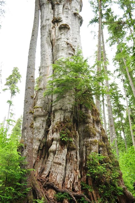 Big Cedar Tree Near Lake Quinault Lucientj Flickr