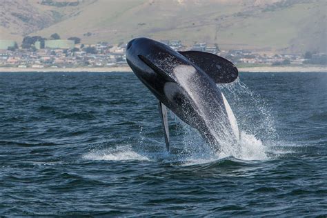 Fileorca Killer Whale Breaching Morro Bay Ca May 8