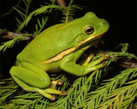 Facts About Green Tree Frogs Things To Know Before Keeping Them As