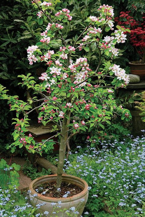 Lily Brooker Dwarf Flowering Cherry Tree For Containers Constrained