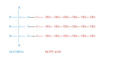 Lipids Structure Function And Examples Chemtalk