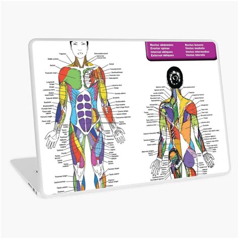 Female Muscle Diagram Anatomy Chart Laptop Skin By Superfitstuff