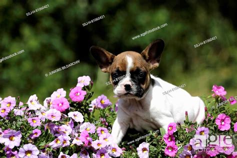 French Bulldog Puppy 6 Weeks Old Standing Amongst Flowering Petunias