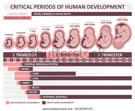 Periods Human Development Stages Embryo Development Stock Vector