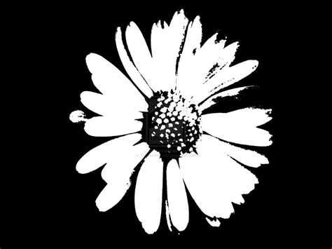 Black And White Daisy Wallpaper WallpaperSafari