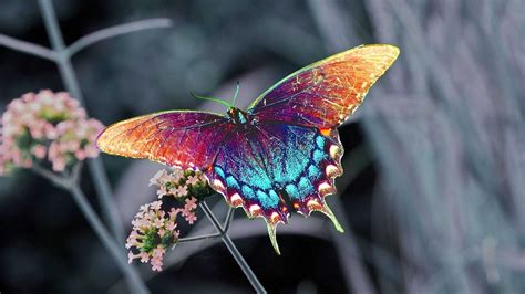 Beautiful Colorful Butterfly Hd Desktop Wallpapers Beautiful