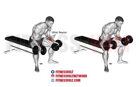Seated Dumbbell Wrist Curl Forearms Exercise Guides And Videos