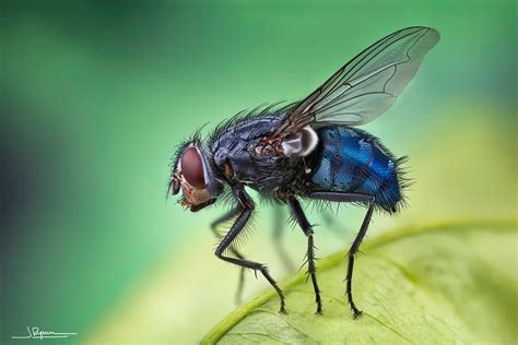 Conoce La Microfotografía De Insectos A Través De La Cámara De Javier