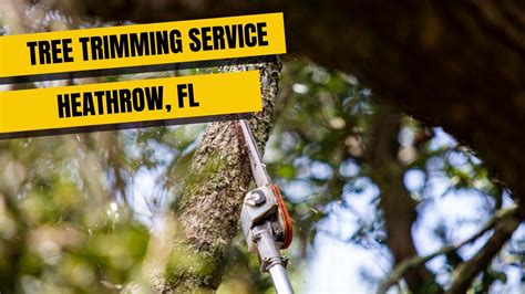 Our tree care services include tree pruning, trimming, and cutting. Tree Trimming Service in Heathrow, FL - SB Tree Service