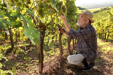 Man Working In A Vineyard Stock Image Image Of Agriculture 45272241