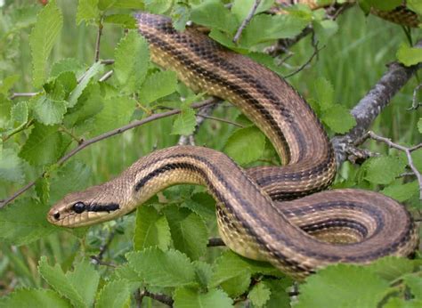 It covers approximately the same amount of land as 48 us states, adding up to 2.72 million square miles (6.9 million square kilometers) of green foliage. Top 10 Non-Venomous Snakes In The World - The Mysterious World