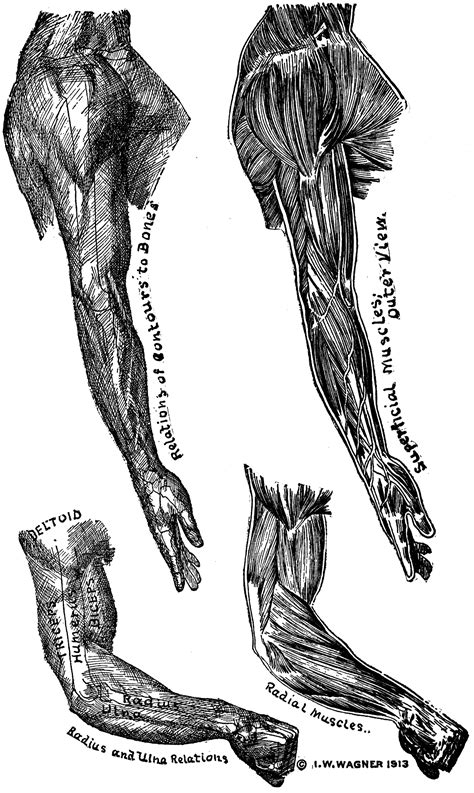Filehuman Arm Bones Diagramhebsvg Wikimedia Commons