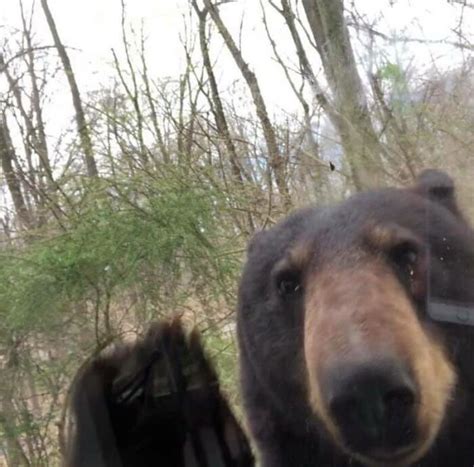 Times People Captured Bears Doing Ridiculous And Adorable Things