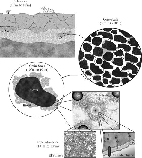 Biofilms In Porous Media Hierarchical Structure Of The System