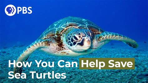 How You Can Help Save Sea Turtles Youtube