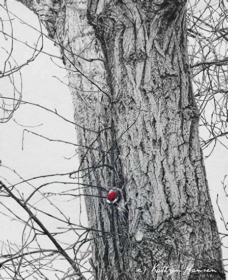 Birds Eye View by Kathryn Hansen graphite pencil ~ 13.5 x 10 | 나무