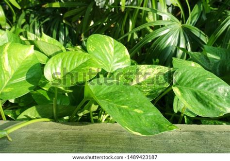 Green Money Plant Epipremnum Pinnatum Stock Photo 1489423187 Shutterstock