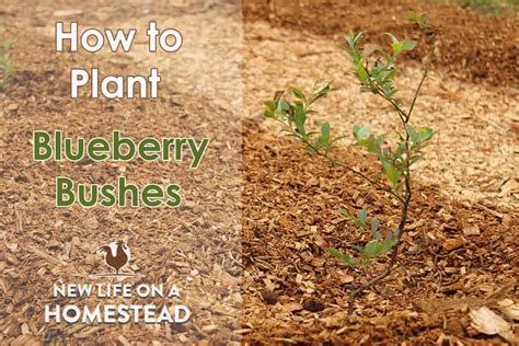 Planting Blueberry Bushes And Our New Patch New Life
