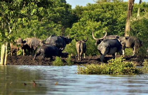 Kaziranga National Park Reopening Date India News India Tv