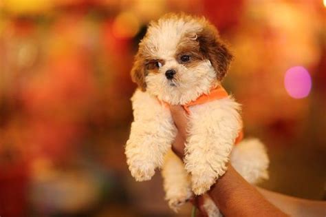 Most Popular Small Dogs Every Single Breed Is As Cute As The Next One