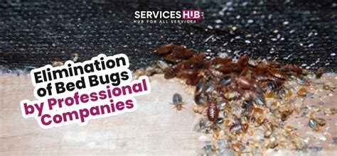 Elimination Of Bed Bugs By Professional Bed Bugs Pest Control Service