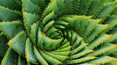 Finde hier pflanze aloe vera kaufen deals online, immer billig bei vergleiche.de. Aloe Vera: So nützlich ist die Zimmerpflanze | Aloe vera ...
