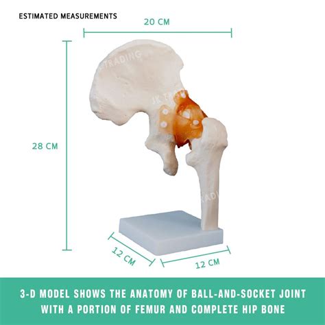 Human Anatomy Model Demonstrates Hip Joint With Ligaments