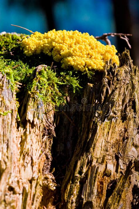 Yellow Tinder Fungi Mushroom On A Tree Trunk Stock Photo Image Of