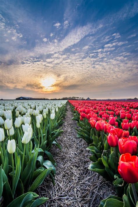 Field Of Tulips With A Cloudy Sky In Hdr Stock Photo Image Of Clouds