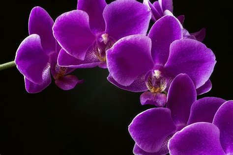 🌺 Orquídeas Moradas Significado Cuidados Y Fotos 👉 La Guía Más