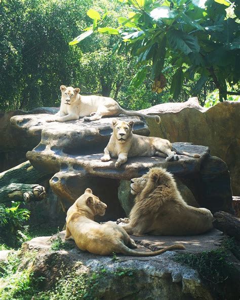 Kebun binatang surabaya (kbs), berdasarkan sk gubernur jenderal belanda no. Gambar Hewan Yang Ada Di Kebun Binatang - Tempat Berbagi ...