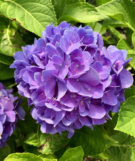 Purple Hydrangea Hydrangea Purple Beautiful Flowers Flowers Photography