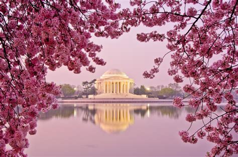 Tips For Visiting The Dc Cherry Blossom Festival