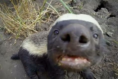 Honey Badger Fans Rejoice Viral Critters Get Their Own Special