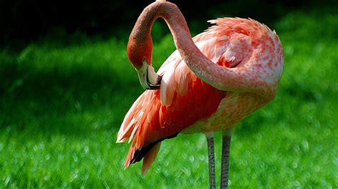 Flamengo Bird 40 Beautiful Pictures Of Pink Flamingo Birds Tail And Fur Flamingo Birds And