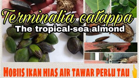 Ketapang Terminalia Catappa Deskripsi Pembibitan Dan Cara