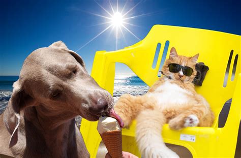 Cats & dogs 3dspend this fantastic journey with your magical creature with both cat head and dog head. Cat and dog owners: How to tell if your pet is struggling ...