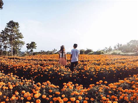 Bunga marigold berwarna cerah dan mencolok. 7 Tempat Biasa yang Kini Jadi Spot Foto Kekinian