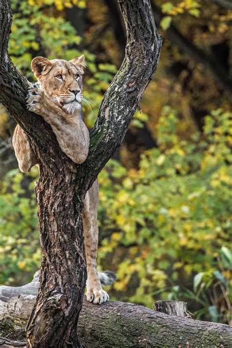 We did not find results for: cool & lässig | Animals, Panther
