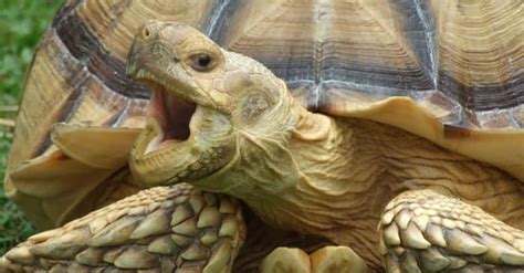 10 Incredible Sulcata Tortoise Facts Wikipedia Point
