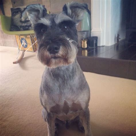 Alf strutting his new haircut | Mini schnauzer, Schnauzer, Animals