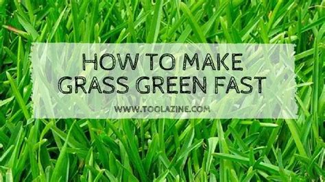 What Will Make My Lawn Greener