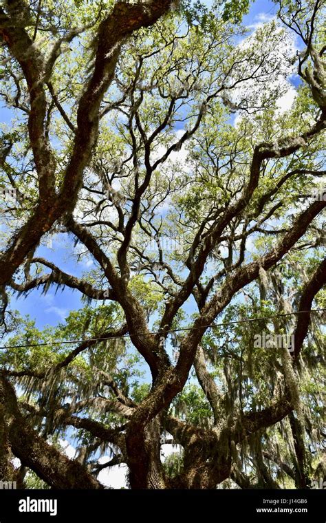 Big Oak Tree In Savannah Ga Usa Stock Photo Alamy