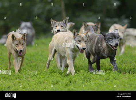 Eastern Timber Wolves Canis Lupus Lycaon Meadow Front View Running