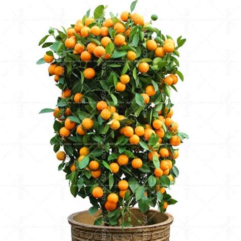 40pcs Bonsai Orange Potted Edible Tangerine Citrus Fruit Dwarf Orange