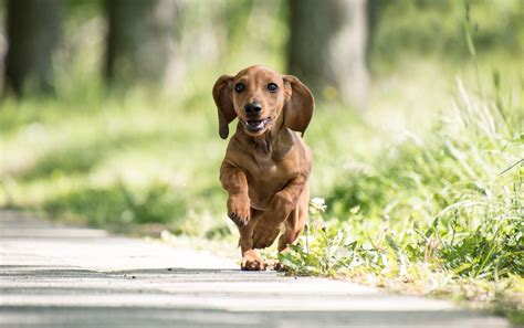 10 Meest Ondeugende Hondenrassen Stichting Signaal Hond Alles Over Honden