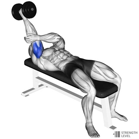 Lying Dumbbell Tricep Extension How To Strength Level