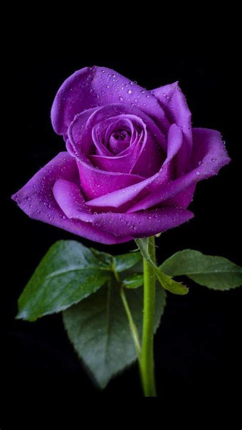 Beautiful Single Purple Rose Beautiful Roses Purple Roses Pretty